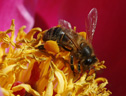 Abeille (<em>Apis mellifera</em>, hyménoptères) récoltant du pollen sur une fleur de pivoine arbustive avec un amas important de pollen sur la troisième paire de pattes. [9168 views]