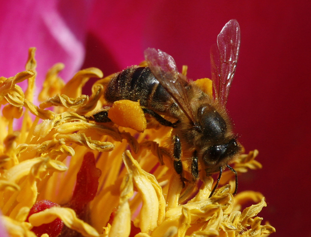 Abeille (<em>Apis mellifera</em>, hyménoptères) récoltant du pollen sur une fleur de pivoine arbustive avec un amas important de pollen sur la troisième paire de pattes.