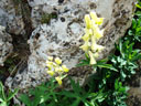 Aconit tue-loup : <em>Aconitum lycoctonum</em>  , famille des renonculacées. Plante vivace fleurissant en altitude qui contient plusieurs alcaloïdes dont l'aconitine : poison mortel pour l'homme. [24243 views]