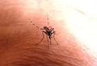 <em>Aedes albopictus</em> (Diptères) est parfois appelé « Moustique tigre » à la Réunion, en raison de son aspect rayé. C'est le vecteur de la dengue et du Chikungunya. Il vole pendant la journée (début de matinée et fin d'après-midi). [8164 views]