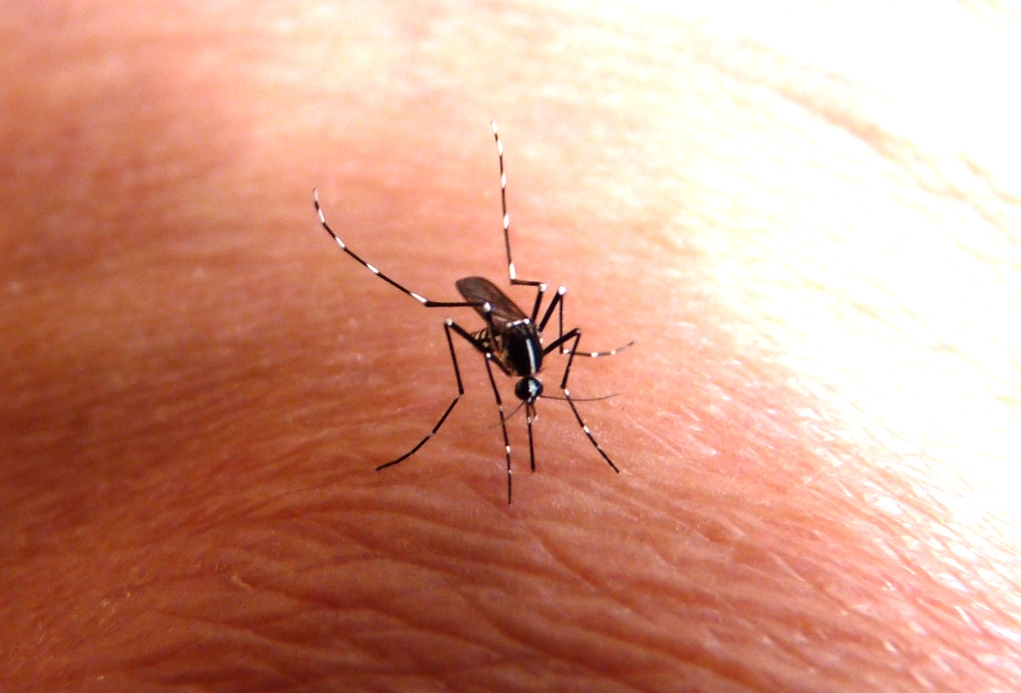 <em>Aedes albopictus</em> (Diptères) est parfois appelé « Moustique tigre » à la Réunion, en raison de son aspect rayé. C'est le vecteur de la dengue et du Chikungunya. Il vole pendant la journée (début de matinée et fin d'après-midi).