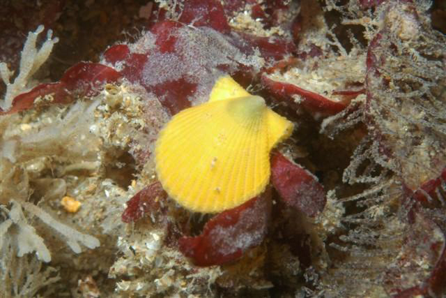 <em>Aequipecten opercularis</em>.   Il s'agit d'un Mollusque bivalve (communément appelé Vanneau) de la famille des Pectinidés vivant sur des zones sableuses à faible profondeur (-> 200 m) aussi bien en Méditerranée qu'en Atlantique.<br />Mots clés : animal marin, mollusque, bivalve.<br />
<a href='http://svt.enseigne.ac-lyon.fr/spip/spip.php?article411' target='_blank'>Fiche classification</a> 
