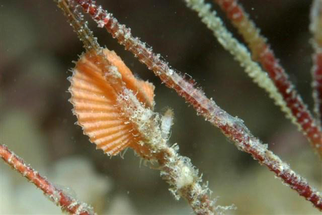 <em>Aequipecten opercularis</em>.  Il s'agit d'un Mollusque bivalve (communément appelé Vanneau) de la famille des Pectinidés vivant sur des zones sableuses à faible profondeur (-> 200 m) aussi bien en Méditerranée qu'en Atlantique.<br />Mots clés : animal marin, mollusque, bivalve.<br />
<a href='http://svt.enseigne.ac-lyon.fr/spip/spip.php?article411' target='_blank'>Fiche classification</a>