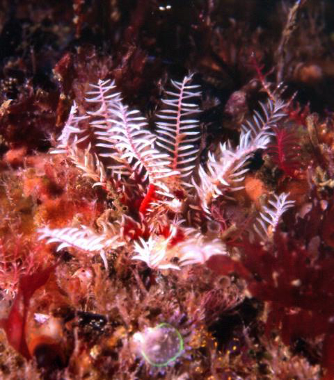 <em>Antedon bifida</em> est une Comatule vivant jusqu'à 200 m de profondeur, accrochée sur les rochers ou pouvant nager à l'aide de ses bras, se nourrissant de plancton. Cet animal est un Echinoderme, appartient à la classe des Crinoïdes, ordre des Comatulidés et famille des Antedonacés.<br />Mots clés : animal marin, échinoderme, comatule.<br />
<a href='http://svt.enseigne.ac-lyon.fr/spip/spip.php?article411' target='_blank'>Fiche classification</a>