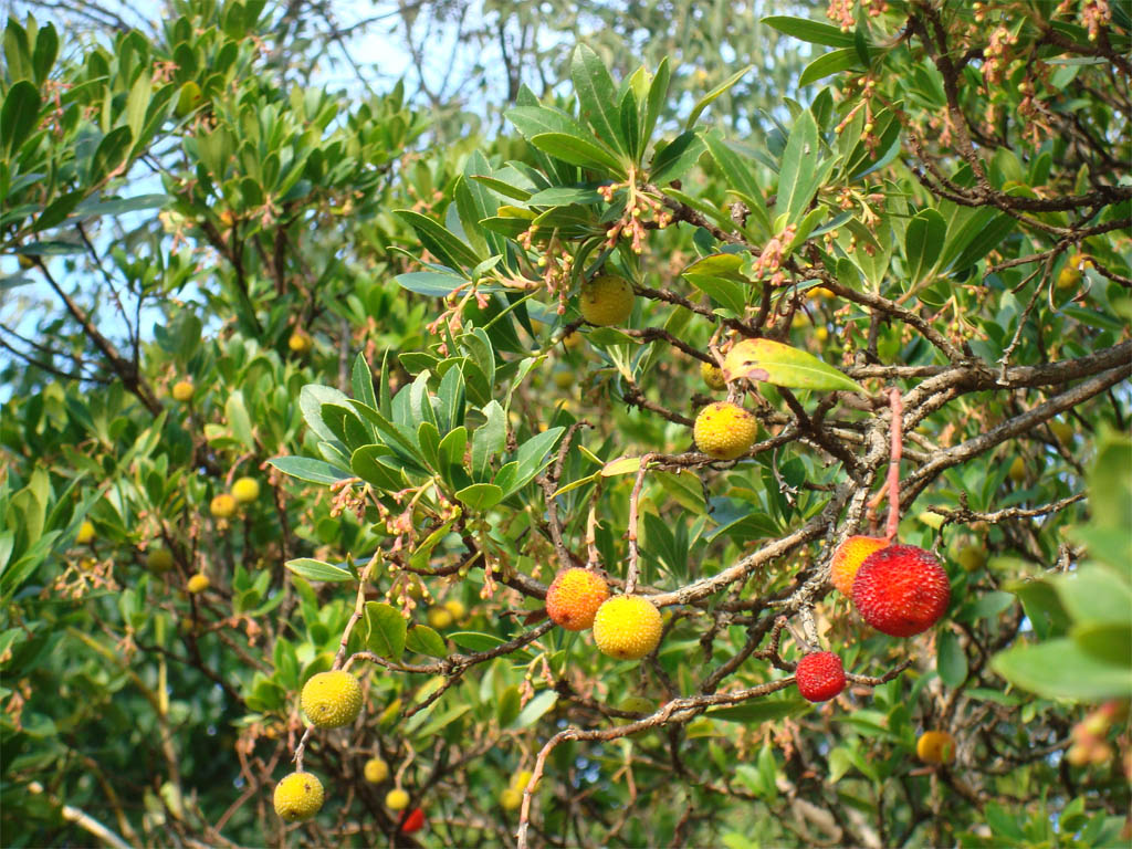 Arbousier commun, <em>Arbutus unedo</em>, appelé aussi arbre à fraises. Les feuilles sont persistantes, luisantes, coriaces vert-foncé très finement dentées. Le fruit (l'arbouse) comestible est rouge-orangé, sphérique avec un péricarpe rugueux recouvert de petites pointes. Il met un an pour atteindre sa maturité en hiver. L'Arbousier est un arbre de 6 à 10 m de hauteur, caractérisant la forêt méditerranéenne. 