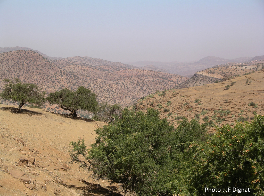 Arganiers au Maroc, à l’ouest d’Agadir. En milieu subdésertique, l’eau se fait rare. Chaque arbre a besoin d’explorer un volume de terre plus grand pour assurer son alimentation en eau. Les arbres s’espacent naturellement. Il en résulte des paysages caractéristiques. On les retrouve dans la plupart des zones sèches, par exemple au Rajasthan.
