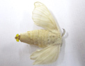 Femelle de Bombyx du mûrier (<em>Bombyx mori</em>). La <a href='http://svt.enseigne.ac-lyon.fr/spip/spip.php?article387#attraction'>femelle attire le mâle</a> grâce à une phéromone, le bombycol, émise par ses 2 grosses glandes anales, visibles ici en jaune à l'extrémité de son abdomen. Le mâle détecte le bombycol à l'aide de ses antennes plumeuses. Le mâle n'est pas attiré par des femelles d'autres espèces de papillon : le bombycol est un stimulus très spécifique.  [7337 views]