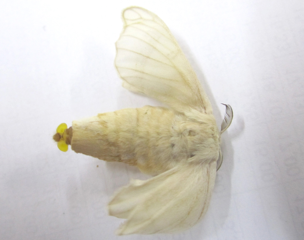 Femelle de Bombyx du mûrier (<em>Bombyx mori</em>). La <a href='http://svt.enseigne.ac-lyon.fr/spip/spip.php?article387#attraction'>femelle attire le mâle</a> grâce à une phéromone, le bombycol, émise par ses 2 grosses glandes anales, visibles ici en jaune à l'extrémité de son abdomen. Le mâle détecte le bombycol à l'aide de ses antennes plumeuses. Le mâle n'est pas attiré par des femelles d'autres espèces de papillon : le bombycol est un stimulus très spécifique. 
