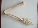 Membre antérieur (bras) de l'Homme (<em>Homo sapiens</em>). Les tétrapodes sont caractérisés par des membres pairs locomoteurs munis de doigts. Malgré des formes apparemment très variées et des fonctions qui peuvent être très différentes (nage, vol, marche, saut, …), le plan d'organisation reste le même. Le squelette est constitué le plus souvent de 5 doigts, des os du carpe, des radius/ulna et de l'humérus pour le membre antérieur ; des os du tarse, des tibia/péroné et du fémur pour le membre postérieur. Ces organes sont qualifiés d'homologues. [19704 views]