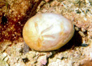<em>Brissus unicolor</em> est un  oursin irrégulier (ou Spatangue), vivant dans les sables, grisâtre, de grande taille à 5 ambulacres en forme de pétales ; les tubercules sont répartis sur tout le corps. Les piquants sont lisses et aplatis. Cet animal est un Echinoderme, classe des Echinides de l'ordre des Spatangoidés et famille des Brissidés.<br />Mots clés : animal marin, échinoderme, oursin.<br />
<a href='http://svt.enseigne.ac-lyon.fr/spip/spip.php?article411' target='_blank'>Fiche classification</a> [24759 views]