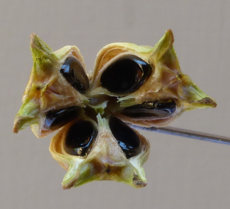 Une capsule loculicide étonnante : la capsule du Buis (<em>Buxus sempervirens</em> L.). Une capsule est un fruit sec déhiscent : ici la déhiscence se fait par des fentes au milieu de chaque carpelle.

