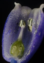 Muscari : plante monocotylédone de la famille des Liliacées. Coupe longitudinale dans la fleur : ovaire, ovules, étamines et pollen sont visibles. [22636 views]