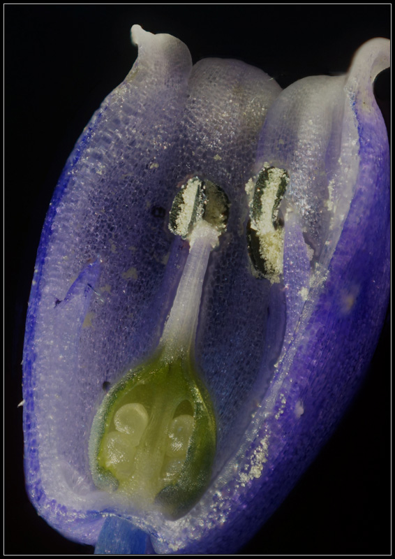Muscari : plante monocotylédone de la famille des Liliacées. Coupe longitudinale dans la fleur : ovaire, ovules, étamines et pollen sont visibles.