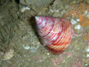 <em>Calliostoma conulum</em>, Gastéropode vivant jusqu'à une centaine de mètres de profondeur à coquille pointue colorée du blanc au violacé. Il appartient au groupe des Trochoidés, famille des Calliostomatidés. <br />Mots clés : animal marin, mollusque, gastéropode.<br />
<a href='http://svt.enseigne.ac-lyon.fr/spip/spip.php?article411' target='_blank'>Fiche classification</a> [4660 views]
