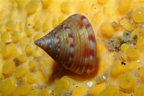 <em>Calliostoma zizyphinum</em> est un gastéropode (environ 3 cm) vit sur les fonds rocheux aussi bien en Atlantique qu'en Méditerranée, jusqu'à environ 300 m de profondeur. Il fait partie du groupe des Trochoidés et de la famille des Calliostomatidés.  <br />Mots clés : animal marin, mollusque, gastéropode.<br />
<a href='http://svt.enseigne.ac-lyon.fr/spip/spip.php?article411' target='_blank'>Fiche classification</a> [7618 views]