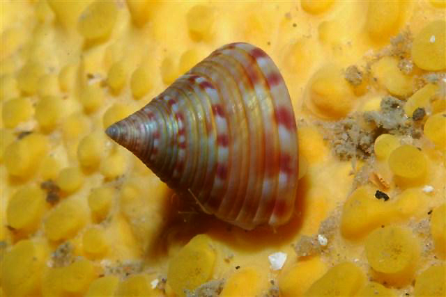 <em>Calliostoma zizyphinum</em> est un gastéropode (environ 3 cm) vit sur les fonds rocheux aussi bien en Atlantique qu'en Méditerranée, jusqu'à environ 300 m de profondeur. Il fait partie du groupe des Trochoidés et de la famille des Calliostomatidés.  <br />Mots clés : animal marin, mollusque, gastéropode.<br />
<a href='http://svt.enseigne.ac-lyon.fr/spip/spip.php?article411' target='_blank'>Fiche classification</a>