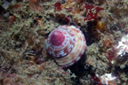 <em>Calliostoma zizyphinum</em>, Gastéropode vivant jusqu'à une centaine de mètres de profondeur à coquille pointue colorée du blanc au violacé. Il appartient au groupe des  Trochoidés, Famille des Calliostomatidés. <br />Mots clés : animal marin, mollusque, gastéropode.<br />
<a href='http://svt.enseigne.ac-lyon.fr/spip/spip.php?article411' target='_blank'>Fiche classification</a> [8177 views]