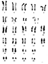 Caryotype de singe Capucin (<em>Cebus capucinus</em>). Les chromosomes sont placés par comparaison avec le caryotype humain. Le Capucin est un petit singe d'Amérique centrale et du nord ouest d'Amérique du sud. Il est arboricole et se nourrit de fruits. Il pèse quelques kilogrammes et mesure quelques dizaines de centimètres.  <br />Classification : Primates - Haplorrhiniens - Simiiformes - Platyrrhiniens - Cébidés. [34889 views]