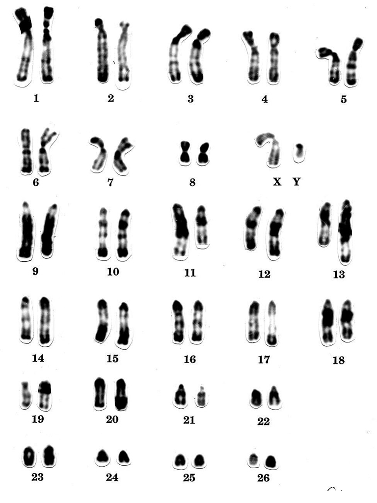 Caryotype de singe Capucin (<em>Cebus capucinus</em>). Les chromosomes sont placés par comparaison avec le caryotype humain. Le Capucin est un petit singe d'Amérique centrale et du nord ouest d'Amérique du sud. Il est arboricole et se nourrit de fruits. Il pèse quelques kilogrammes et mesure quelques dizaines de centimètres.  <br />Classification : Primates - Haplorrhiniens - Simiiformes - Platyrrhiniens - Cébidés.