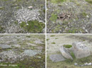 Sous les hautes latitudes, ici en Islande sur les moraines sud-est du Vatnajökull, on trouve des cercles de pierre dont l’origine n’a pas toujours été bien comprise. En fait, il s’agit de blocs qui, positionnés en surface, sont détruits par le gel et dont il subsiste seulement les débris accumulés sur place. Comme les blocs constitutifs des moraines sont d’origines diverses, les cercles peuvent avoir une couleur variée. Elle est souvent différente de celle de leur environnement immédiat. Le quatrième cliché, qui montre un bloc de 60 cm de haut en cours de division, est là pour attester la fantastique puissance du gel dans ces contrées nordiques. Les chercheurs du CNRS de Caen ont prouvé que l’agent destructeur principal n’est pas l’eau qui gèle et agrandit les fissures mais la différence thermique qui se crée entre cœur et surface du bloc en période de gel ou de dégel, c’est-à-dire parfois chaque matin et chaque soir. On note que dans les Alpes, des blocs erratiques, apportés par des glaciers, ont été ainsi complètement éclatés avec le temps. Les géologues en retrouvent parfois la trace sous forme de tas de pierres.
 [5065 views]