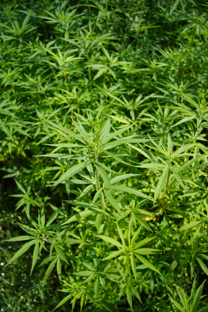 Chanvre cultivé (<em>Cannabis sativa</em>).
