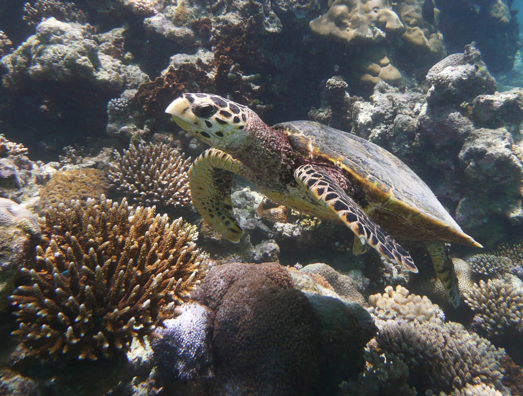 Une tortue marine, <em>Cheloniidae eretmochelys imbricata</em> ou tortue à écaille, vivant à proximité des côtes des mers tropicales. Elle est spongivore.


