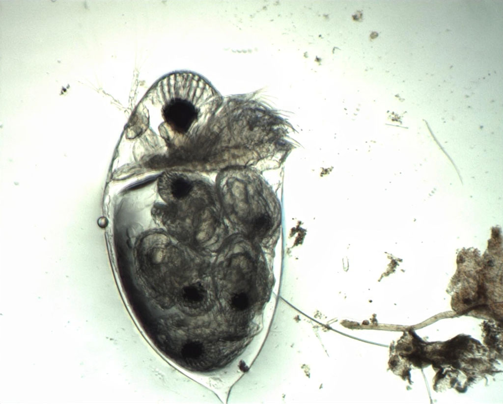 Cladocère (zooplancton permanent, crustacé). Femelle avec ses petits dans l'abdomen. Ce type de reproduction est particulier chez ces crustacés dont les femelles peuvent se reproduire par parthénogenèse dans certaines conditions. (M.O. X40)
