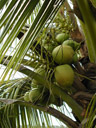 Fruits du cocotier (<em>Cocos nucifera</em>).
 [25905 views]