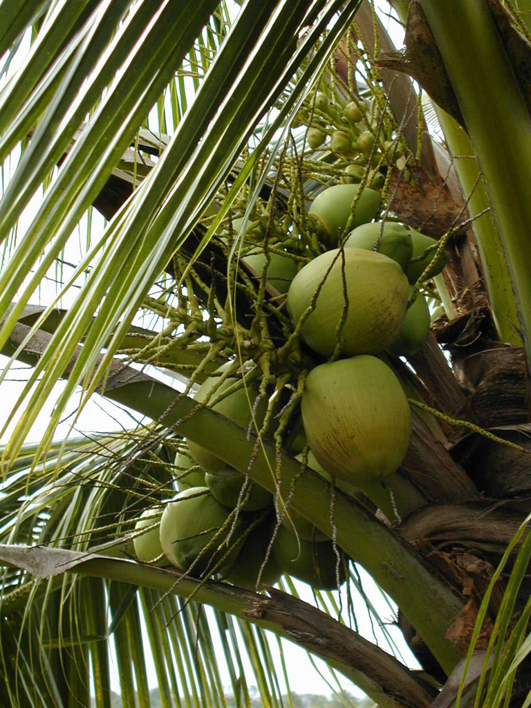 Fruits du cocotier (<em>Cocos nucifera</em>).
