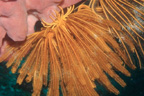 C'est une comatule, animaux à 5 bras du groupe des Echinodermes (comme l'oursin, l'étoile de mer), classe des Crinoïdes et ordre des Comatules, famille des Comasteridés portant de nombreuses ramifications pennées (pinnules), en forme de calice, fixées au rocher par un ensemble de crampons (les cirres) mais pouvant nager également. L'espèce est probablement <em>Comanthina schegeli</em> (caractérisée par sa couleur jaune vif). <br />Mots clés : animal marin, échinoderme, comatule.<br />
<a href='http://svt.enseigne.ac-lyon.fr/spip/spip.php?article411' target='_blank'>Fiche classification</a> [23769 views]