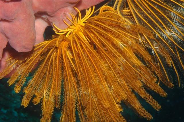 C'est une comatule, animaux à 5 bras du groupe des Echinodermes (comme l'oursin, l'étoile de mer), classe des Crinoïdes et ordre des Comatules, famille des Comasteridés portant de nombreuses ramifications pennées (pinnules), en forme de calice, fixées au rocher par un ensemble de crampons (les cirres) mais pouvant nager également. L'espèce est probablement <em>Comanthina schegeli</em> (caractérisée par sa couleur jaune vif). <br />Mots clés : animal marin, échinoderme, comatule.<br />
<a href='http://svt.enseigne.ac-lyon.fr/spip/spip.php?article411' target='_blank'>Fiche classification</a>