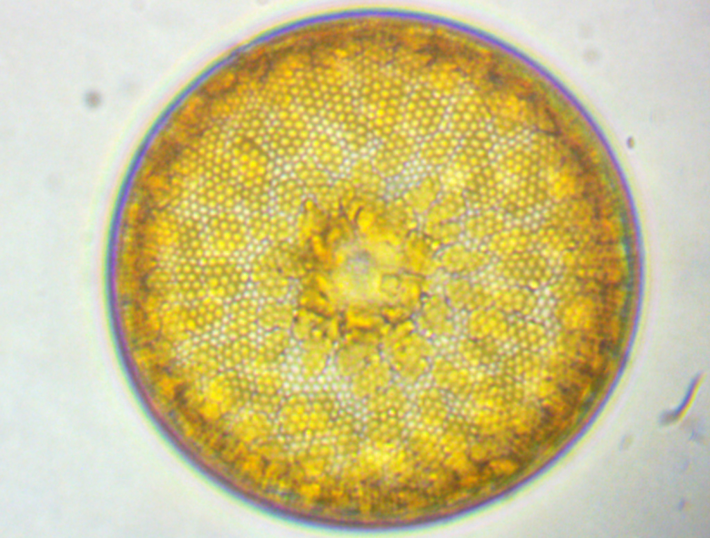 Diatomée centrale, <em>Coscinodiscus sp.</em> au MO x 400 - Détail des aréoles d’environ 1 µm de diamètre permettant la communication avec l’eau de mer et les échanges gazeux photosynthétiques et respiratoires à travers le frustule. Cette cage en verre transparente est cylindrique et à symétrie radiale et fait de la diatomée une cellule photonique chlorophyllienne optimisant la lumière grâce aux phénomènes de diffraction et d’interférence à travers les différents niveaux d’aréoles de son frustule siliceux transparent. Vue polaire – <a href='https://phototheque.enseigne.ac-lyon.fr/photossql/photos.php?RollID=images&FrameID=Coscinodiscus2'>Vue équatoriale cingulaire</a>.