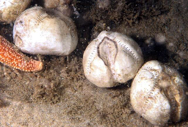 Oursin irrégulier (<em>Echinocardium cordatum</em>), vivant enfoui dans le sable, ovale, de quelques cm de long, brun jaunâtre avec des piquants courts et fins, vivant jusqu'à quelques 100 m de profondeur en Atlantique, Manche, Méditerranée. La photographie montre uniquement des tests de cette espèce (= le squelette).  Cet animal est un Echinoderme, classe des Echinides, Ordre des Spatangoidés et famille des Loveniidés. <br />Mots clés : animal marin, échinoderme, oursin.<br />
<a href='http://svt.enseigne.ac-lyon.fr/spip/spip.php?article411' target='_blank'>Fiche classification</a>