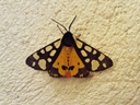 L'écaille fermière (<em>Epicallia villica</em>) est un lépidoptère assez commun. C'est un papillon à forme triangulaire et possédant sous une première paire d'ailes noire et blanche, deux ailes vivement colorées d'orange.  [5867 views]