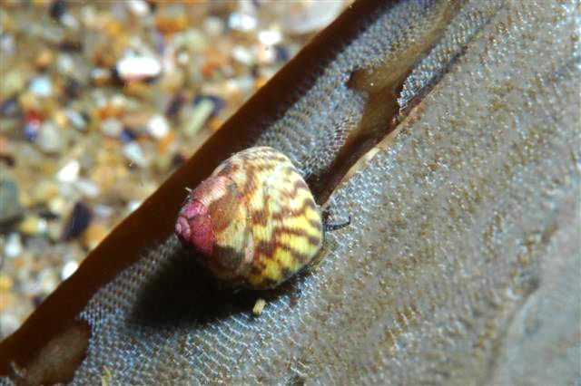 La Gibbule (<em>Gibbula</em>) est un gastéropode de petite taille (1 à 2 cm) vivant sur les rochers à faible profondeur (moins de 10 m), fréquent en Atlantique et Manche. Il appartient au groupe des Trochoidés , famille des Gibbulinés ; l'espèce est probablement <em>Gibbula species</em>. <br />Mots clés : animal marin, mollusque, gastéropode.<br />
<a href='http://svt.enseigne.ac-lyon.fr/spip/spip.php?article411' target='_blank'>Fiche classification</a>