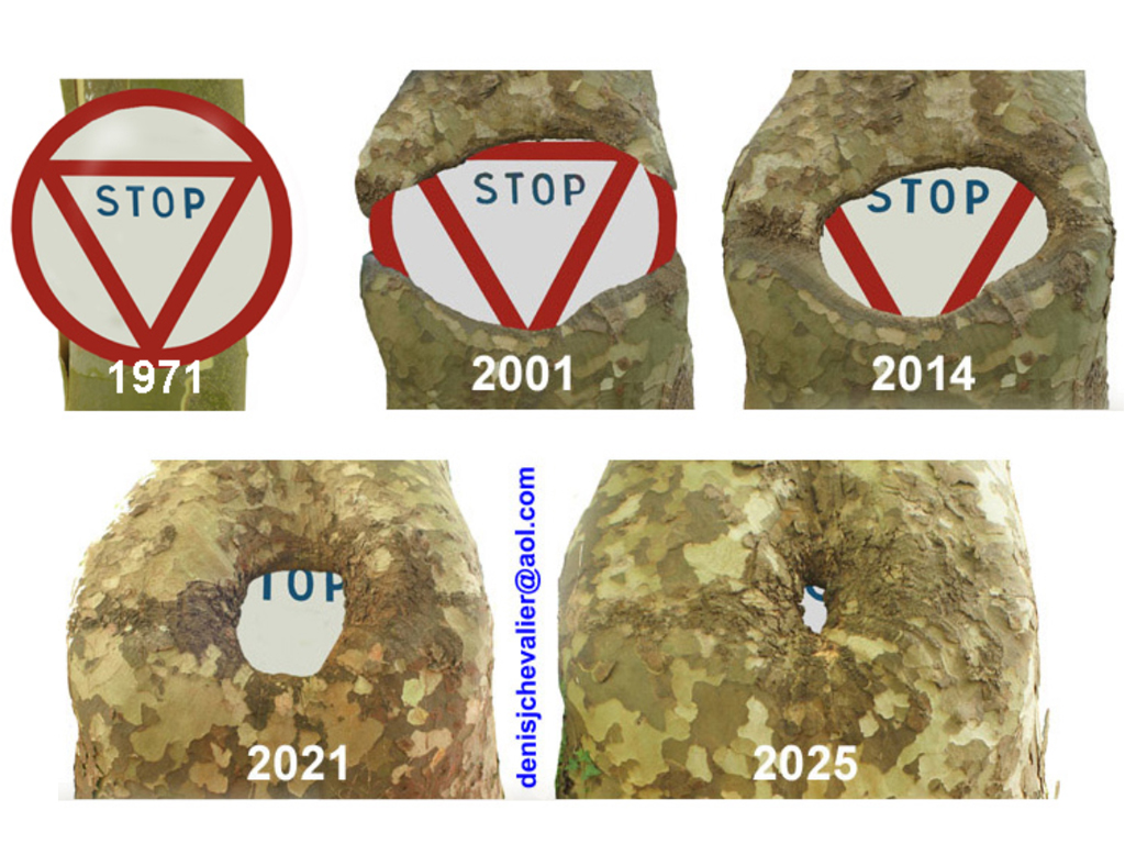 Inclusion d'un panneau "Stop"&nbsp;: en plus de 50 ans, entre 1971 et 2025, les deux m&eacute;rist&egrave;mes secondaires de la tige du platane (cambium en particulier et phellog&egrave;ne) ont, lors de leur activit&eacute; mitotique, recouvert le panneau.&nbsp;<a href='https://maps.app.goo.gl/B4Mfrm1KTAScRdaX6'>48.3276749, 2.77200305</a>