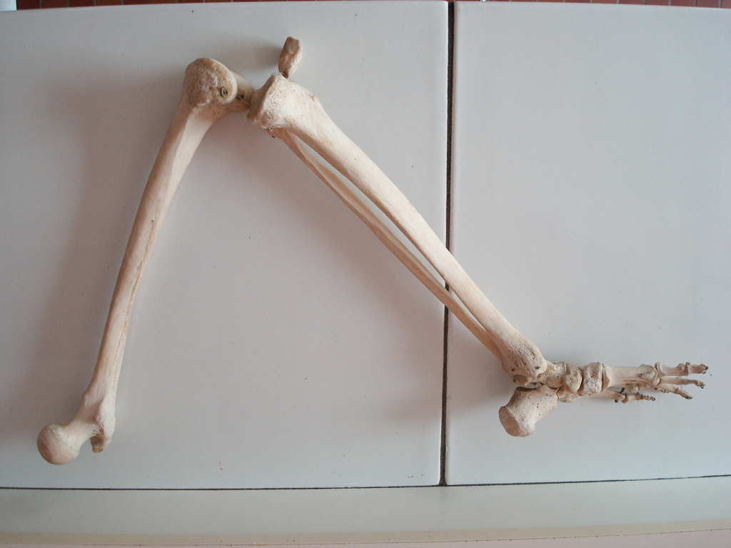 Membre postérieur (jambe) de l'Homme (<em>Homo sapiens</em>). Les tétrapodes sont caractérisés par des membres pairs locomoteurs munis de doigts. Malgré des formes apparemment très variées et des fonctions qui peuvent être très différentes (nage, vol, marche, saut, …), le plan d'organisation reste le même. Le squelette est constitué le plus souvent de 5 doigts, des os du carpe, des radius/ulna et de l'humérus pour le membre antérieur ; des os du tarse, des tibia/péroné et du fémur pour le membre postérieur. Ces organes sont qualifiés d'homologues.