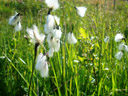 Linaigrettes à feuilles larges : <em>Eriophorum latifolium </em>- famille Cypéracées. Photographiées à 1600 m d'altitude dans une tourbière de pente.
Les fleurs hermaphrodites sont regroupées en épillets entourés de soies blanches.
 [25734 views]