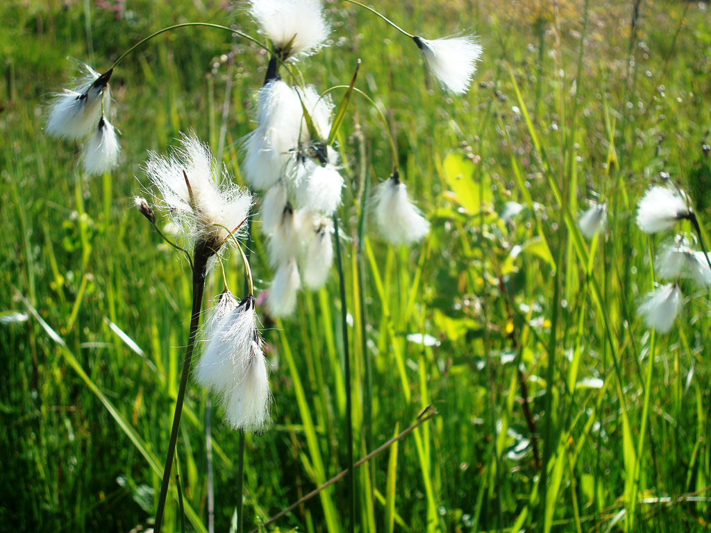 Linaigrettes à feuilles larges : <em>Eriophorum latifolium </em>- famille Cypéracées. Photographiées à 1600 m d'altitude dans une tourbière de pente.
Les fleurs hermaphrodites sont regroupées en épillets entourés de soies blanches.
