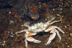 Crabe du genre <em>Liocarcinus</em> (esp <em>holsatus</em> ?) photographié à quelques mètres de profondeur. Son envergure est de l'ordre de 7 cm. Il fait partie de la classe des Malacostracés, Eucarides, de l'ordre des Décapodes  Brachyures,  famille des Portunidés. <br />Mots clés : animal marin, crustacé, crabe.<br />
<a href='http://svt.enseigne.ac-lyon.fr/spip/spip.php?article411' target='_blank'>Fiche classification</a> [7405 views]