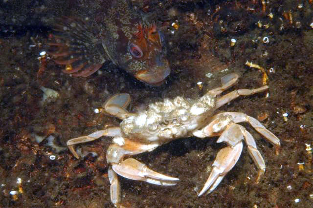 Crabe du genre <em>Liocarcinus</em> (esp <em>holsatus</em> ?) photographié à quelques mètres de profondeur. Son envergure est de l'ordre de 7 cm. Il fait partie de la classe des Malacostracés, Eucarides, de l'ordre des Décapodes  Brachyures,  famille des Portunidés. <br />Mots clés : animal marin, crustacé, crabe.<br />
<a href='http://svt.enseigne.ac-lyon.fr/spip/spip.php?article411' target='_blank'>Fiche classification</a>