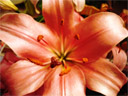 Fleur de lys : <em>Lilium longiflorum</em>, famille des Liliacées. Cette fleur à corolle rosée montre le pistil entouré de ses six étamines. Les grains de pollen sont bien visibles sur les anthères .

 [27281 views]