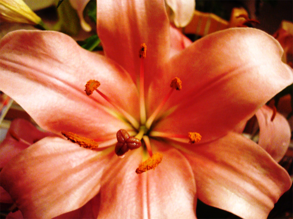Fleur de lys : <em>Lilium longiflorum</em>, famille des Liliacées. Cette fleur à corolle rosée montre le pistil entouré de ses six étamines. Les grains de pollen sont bien visibles sur les anthères .


