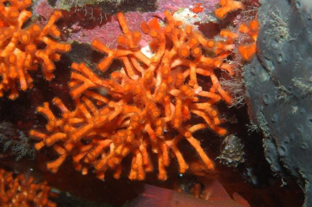 Il s'agit d'un Bryozoaire ou Ectoprocte (<em>Myriapora truncata</em>) dont les colonies ramifiées atteignent une dizaine de centimètres. Ces colonies ressemblent à des colonies coralliennes (corail rouge) mais il ne s'agit pas du tout d'un corail. Les Bryozoaires sont des animaux majoritairement marins vivant en colonies fixées et dont chaque individu se nourrit de phytoplancton grâce à la sortie de tentacules rétractables. Cette capacité de rétraction des tentacules dans l'organisme est un caractère dérivé propre  au groupe des Bryozoaires.  Cette espèce vit en Méditerranée à faible profondeur (-> 100 m). <br />Mots clés : animal marin, bryozoaire.<br />
<a href='http://svt.enseigne.ac-lyon.fr/spip/spip.php?article411' target='_blank'>Fiche classification</a>