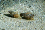 C'est une Nasse (<em>Nassarius reticulatus</em>), mollusque gastéropode d'environ 3 cm de long, enfoui dans le sable d'où sort sa trompe. C'est un charognard (se nourrit de cadavres) vivant à faible profondeur (jusqu'à 10 m environ) de l'Atlantique à la Méditerranée. Il fait partie du groupe des Buccinoidés, Famille des Nassariidés. <br />Mots clés : animal marin, mollusque, gastéropode.<br />
<a href='http://svt.enseigne.ac-lyon.fr/spip/spip.php?article411' target='_blank'>Fiche classification</a> [4362 views]
