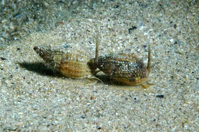 C'est une Nasse (<em>Nassarius reticulatus</em>), mollusque gastéropode d'environ 3 cm de long, enfoui dans le sable d'où sort sa trompe. C'est un charognard (se nourrit de cadavres) vivant à faible profondeur (jusqu'à 10 m environ) de l'Atlantique à la Méditerranée. Il fait partie du groupe des Buccinoidés, Famille des Nassariidés. <br />Mots clés : animal marin, mollusque, gastéropode.<br />
<a href='http://svt.enseigne.ac-lyon.fr/spip/spip.php?article411' target='_blank'>Fiche classification</a>