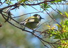 <em>Zosterops olivacea</em> (Zosteropidés) est appelé « oiseau-lunettes vert » à la Réunion, dont il est endémique. Il se nourrit de nectar, et éventuellement d'insectes ou de fruits à pulpe. Il se rencontre dans les forêts primaires (« bois de couleur ») de moyenne altitude. [8205 views]