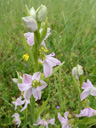 On peut parfois observer chez les orchidées des anomalies affectant la coloration ou le développement de la fleur : ces anomalies sont appelées des <b>lusus</b>. Dans cet exemple affectant <i>Ophrys apifera</i>, l'Ophrys abeille, on observe un lusus pélorique, c’est-à-dire une fleur présentant une symétrie radiale au lieu de bilatérale : il n’y a plus de labelle mais 6 tépales identiques. Ici, les fleurs possèdent également plusieurs gynostèmes (colonnes portant les organes sexuels soudés). À comparer à <a href='https://phototheque.enseigne.ac-lyon.fr/photossql/photos.php?RollID=images&FrameID=ophrys_abeille'>la fleur sauvage</a>.
Plusieurs hypothèses sont proposées pour expliquer l’apparition des lusus :<br />
- mutations des gènes PMADS (gènes homéotiques d’identité des organes floraux) ou de leurs promoteurs, avec pour conséquences des modifications du niveau d’expression ou des territoires d’expression de ces gènes.<br />
- régulations épigénétiques (méthylations de cytosines) de ces mêmes gènes, avec des réversions possibles liées aux variations de l’environnement. Cette hypothèse est privilégiée lorsque l’on observe des inflorescences hétérogènes : sur un même pied, des fleurs possédant un phénotype sauvage et d’autres fleurs anormales.<br />
L’étude des lusus permet aux chercheurs de progresser dans la compréhension des mécanismes qui sont à la base de la construction de la fleur : gènes impliqués dans l’organisation florale, expression cadastrale, état de méthylation du génome. [5108 views]