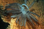 C'est une comatule, animaux à 5 bras du groupe des Echinodermes (comme l'oursin, l'étoile de mer) portant de nombreuses ramifications pennées (pinnules), en forme de calice, fixées au rocher par un ensemble de crampons (les cirres) mais pouvant nager également. L'espèce est probablement <em>Oxycomanthus bennetti</em> (classe des Crinoïdes, ordre des Comatulidés). Le genre est probablement Oxycomanthus. <br />Mots clés : animal marin, échinoderme, comatule.<br />
<a href='http://svt.enseigne.ac-lyon.fr/spip/spip.php?article411' target='_blank'>Fiche classification</a> [4727 views]
