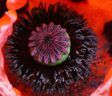 Pièces fertiles de <em>Papaver bracteatum</em> (famille des Papaveraceae - ordre des Ranonculales). Similaire à <em>P. orientale</em>, mais boutons floraux dressés, sous-tendus par 3-5 bractées sépaloïdes et 2 bractées foliacées, fleurs plus grandes (diamètre : 20 cm), aux pétales rouge sombre avec une macule basale noire, et capsules plus longues (longueur : 4 cm). [26760 views]